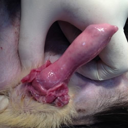 Photo credit: Karina Ferreira de Castro / Source: https://www.tcg.vet.cam.ac.uk/about/ctvt
