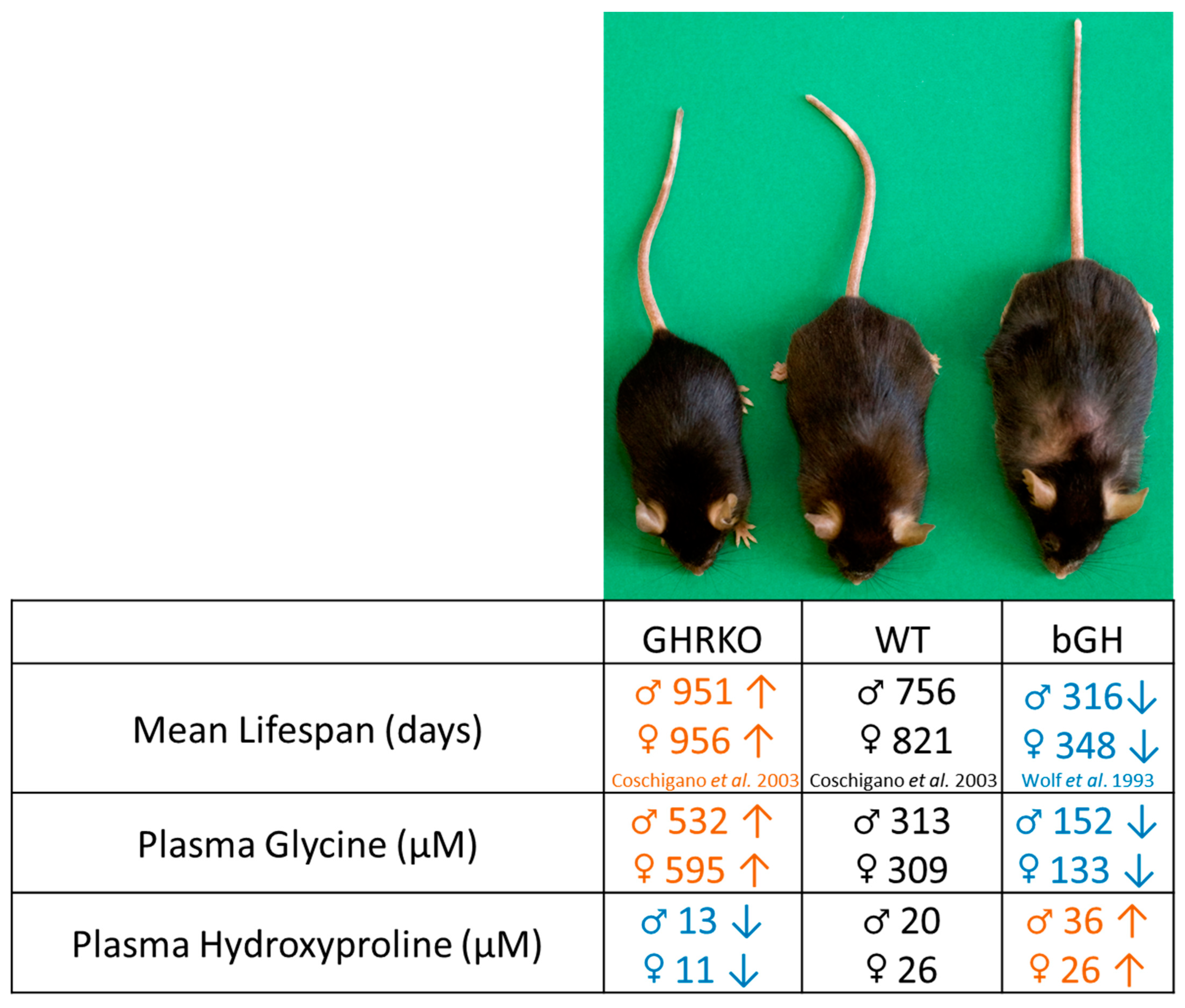 bGH mice are engineered to chronically overexpress bovine growth hormone. From Young et al.,